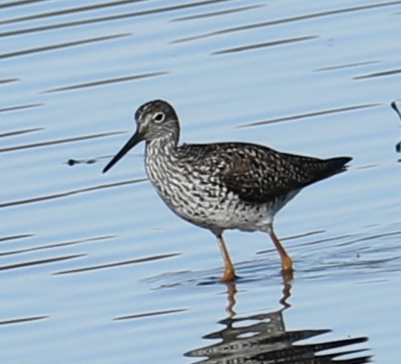 Greater Yellowlegs - ML618027694