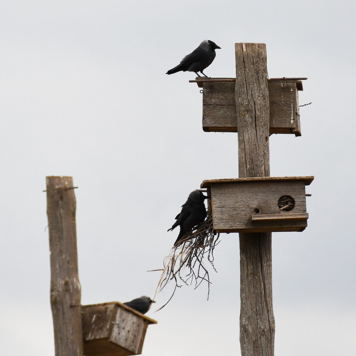 Eurasian Jackdaw - ML618027720