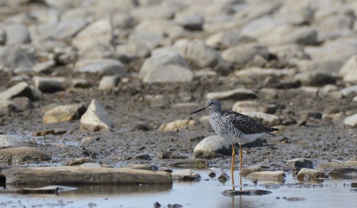 Greater Yellowlegs - ML618027743