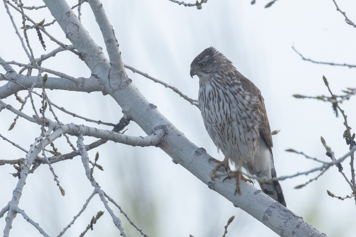 Cooper's Hawk - Christopher Fimbel