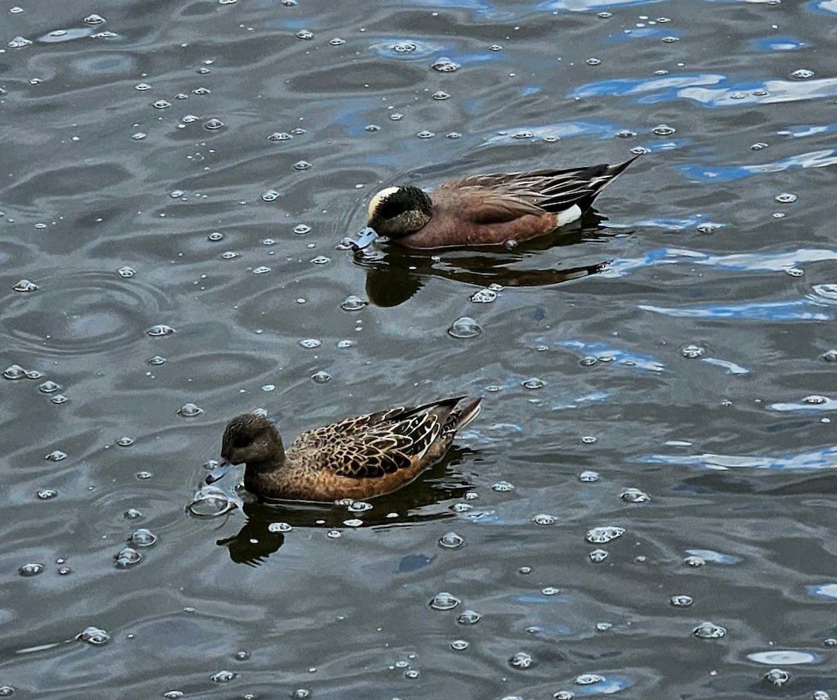 American Wigeon - ML618027798