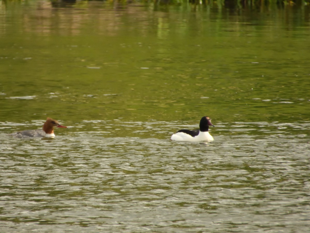 Common Merganser - Dennis op 't Roodt