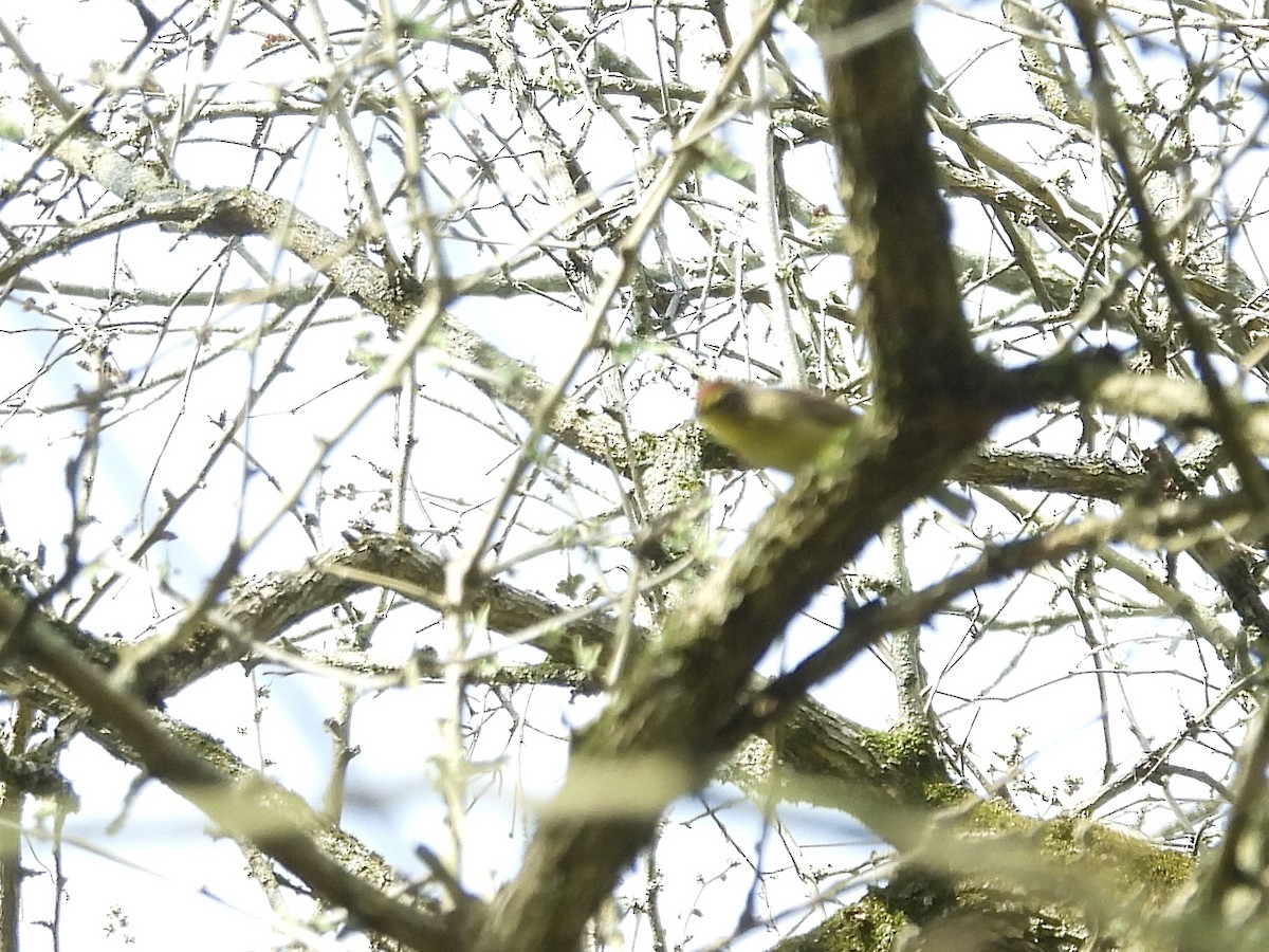Palm Warbler - ML618027841