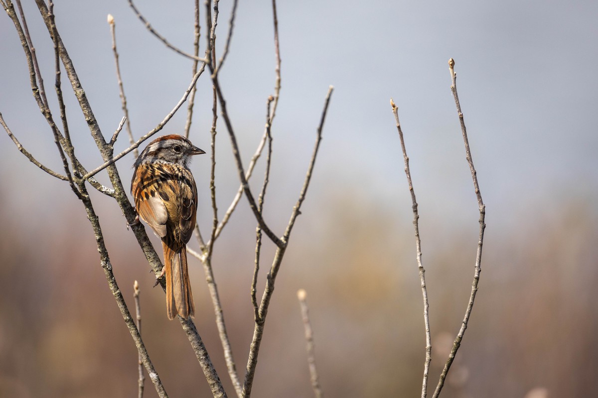 Swamp Sparrow - Nancy Clermont