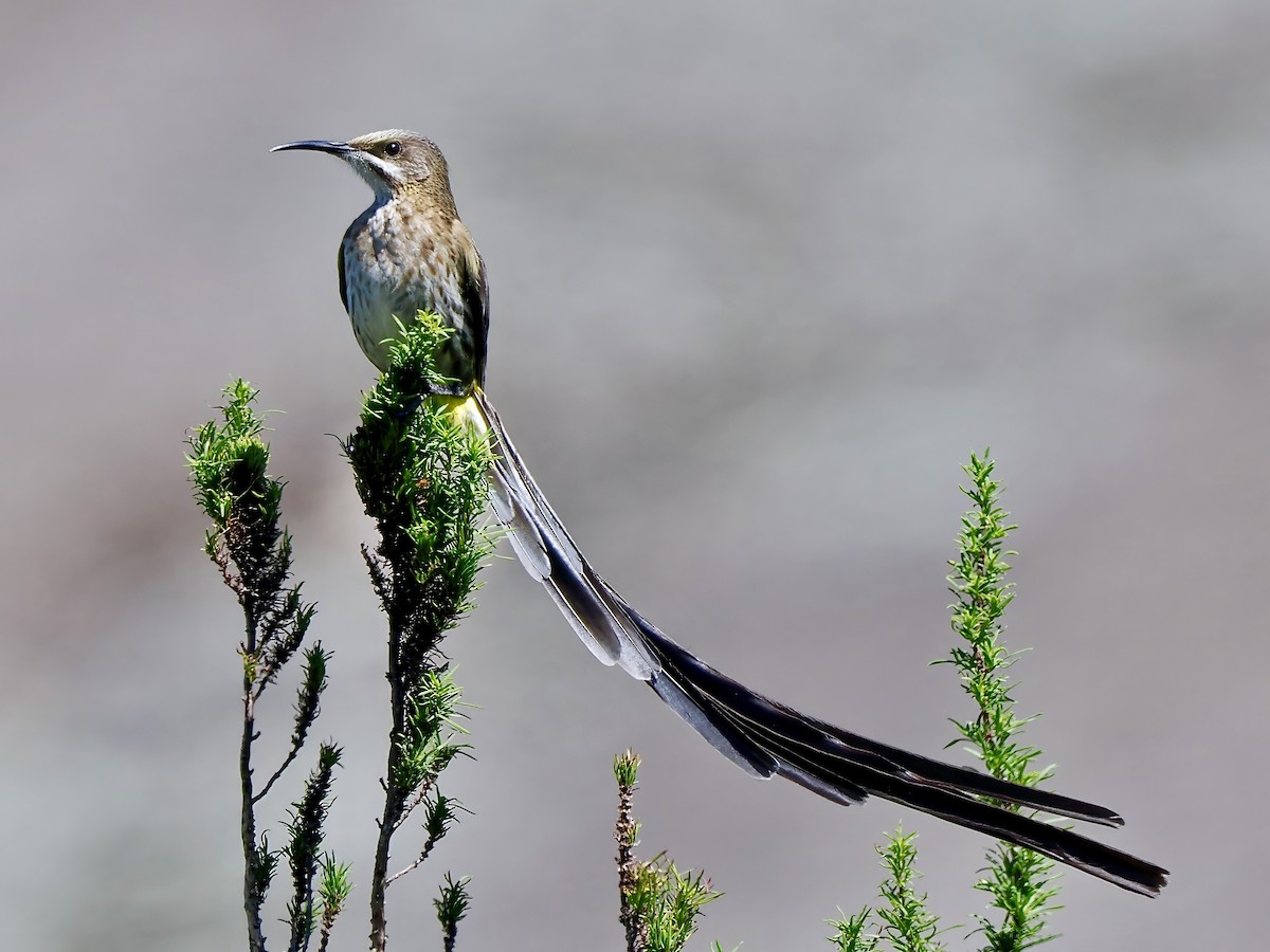 Cape Sugarbird - ML618027875