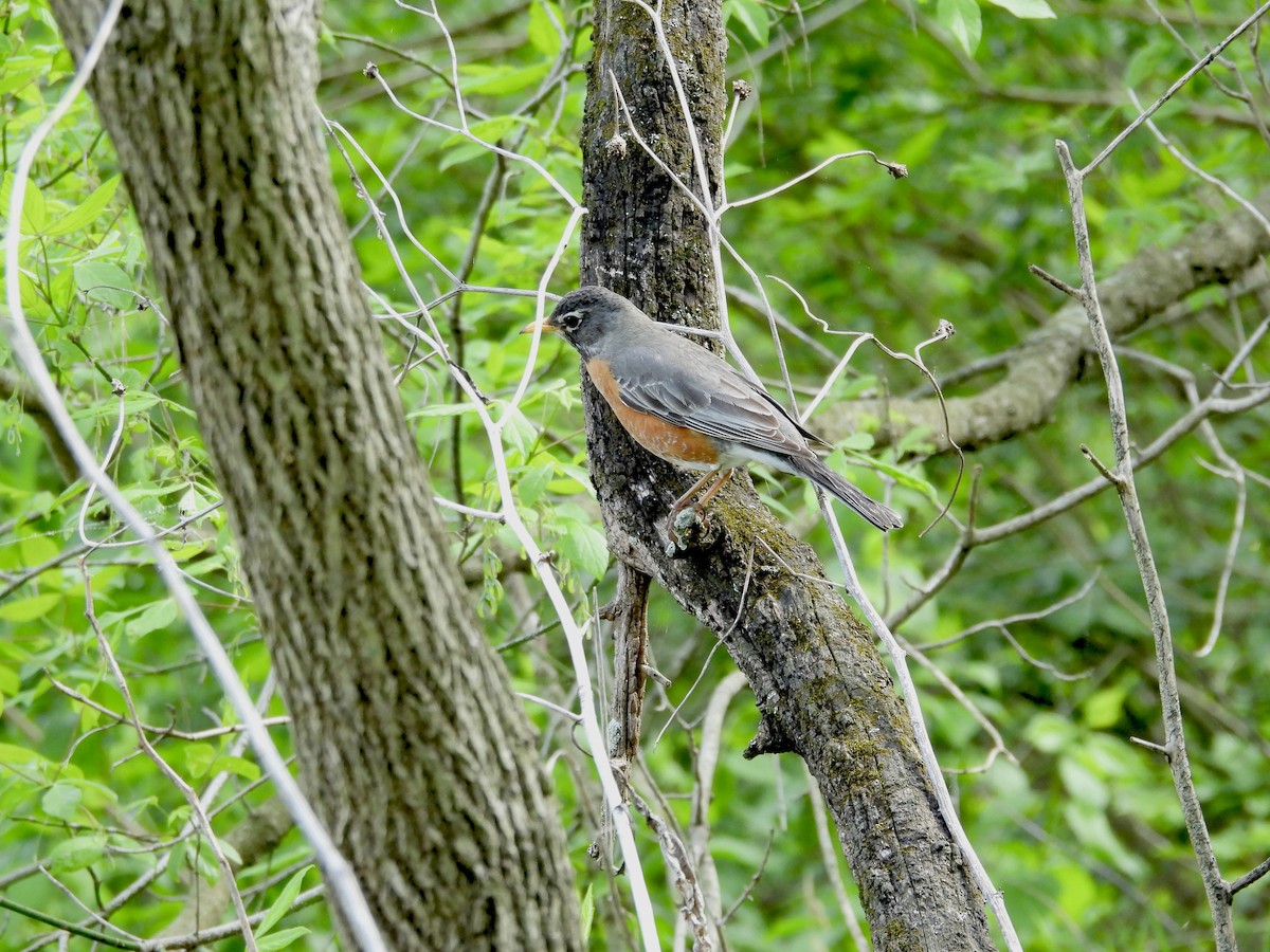 American Robin - ML618027878