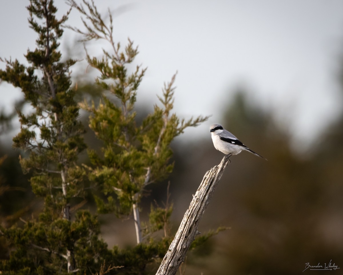 Loggerhead Shrike - ML618027941