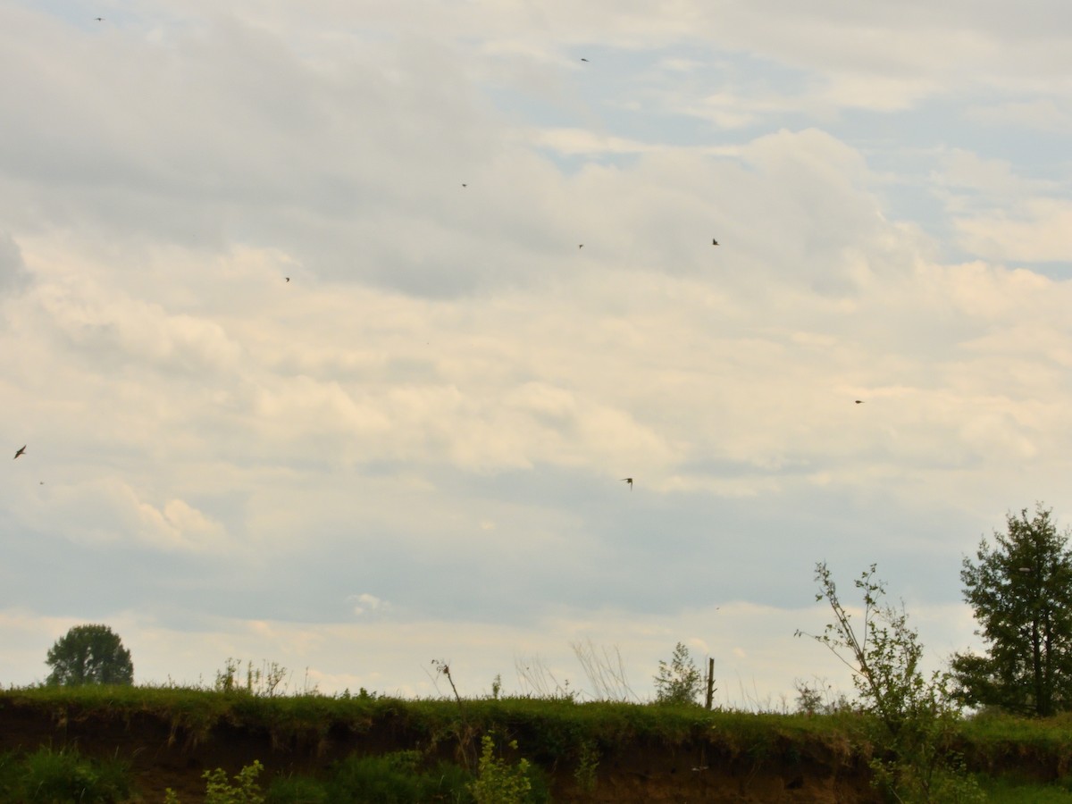 Bank Swallow - Dennis op 't Roodt