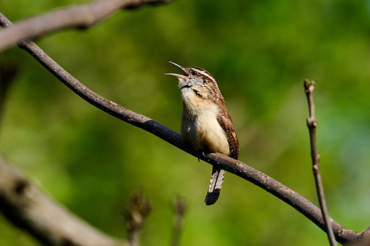 Carolina Wren - ML618027964