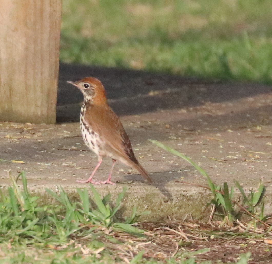 Wood Thrush - ML618027984