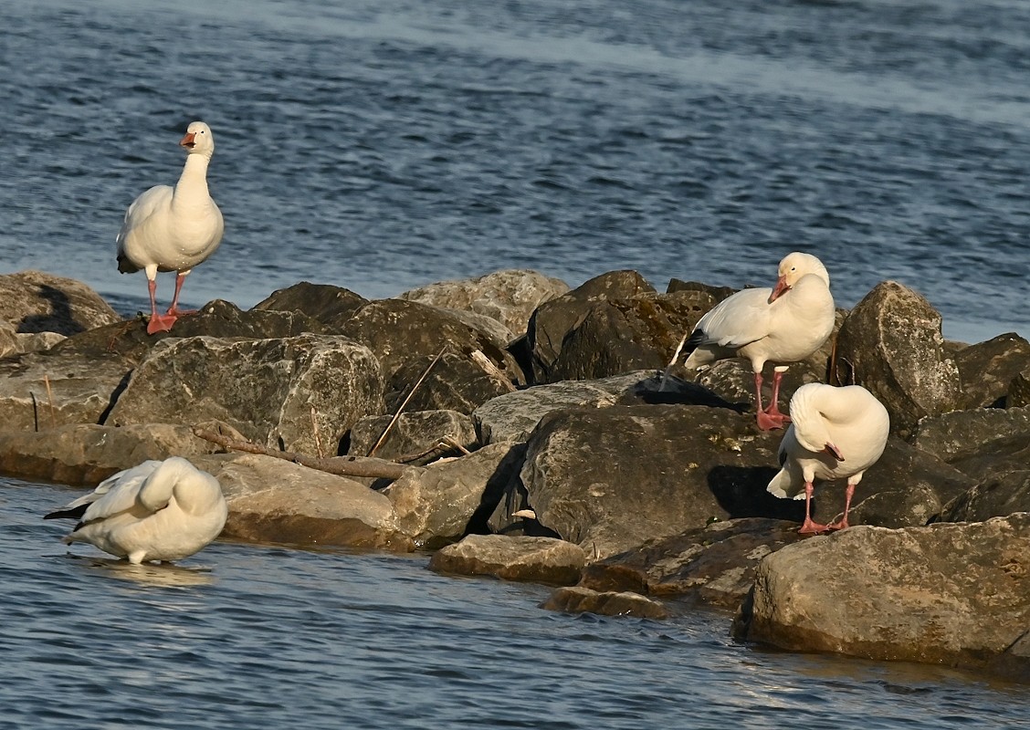 Snow Goose - Regis Fortin