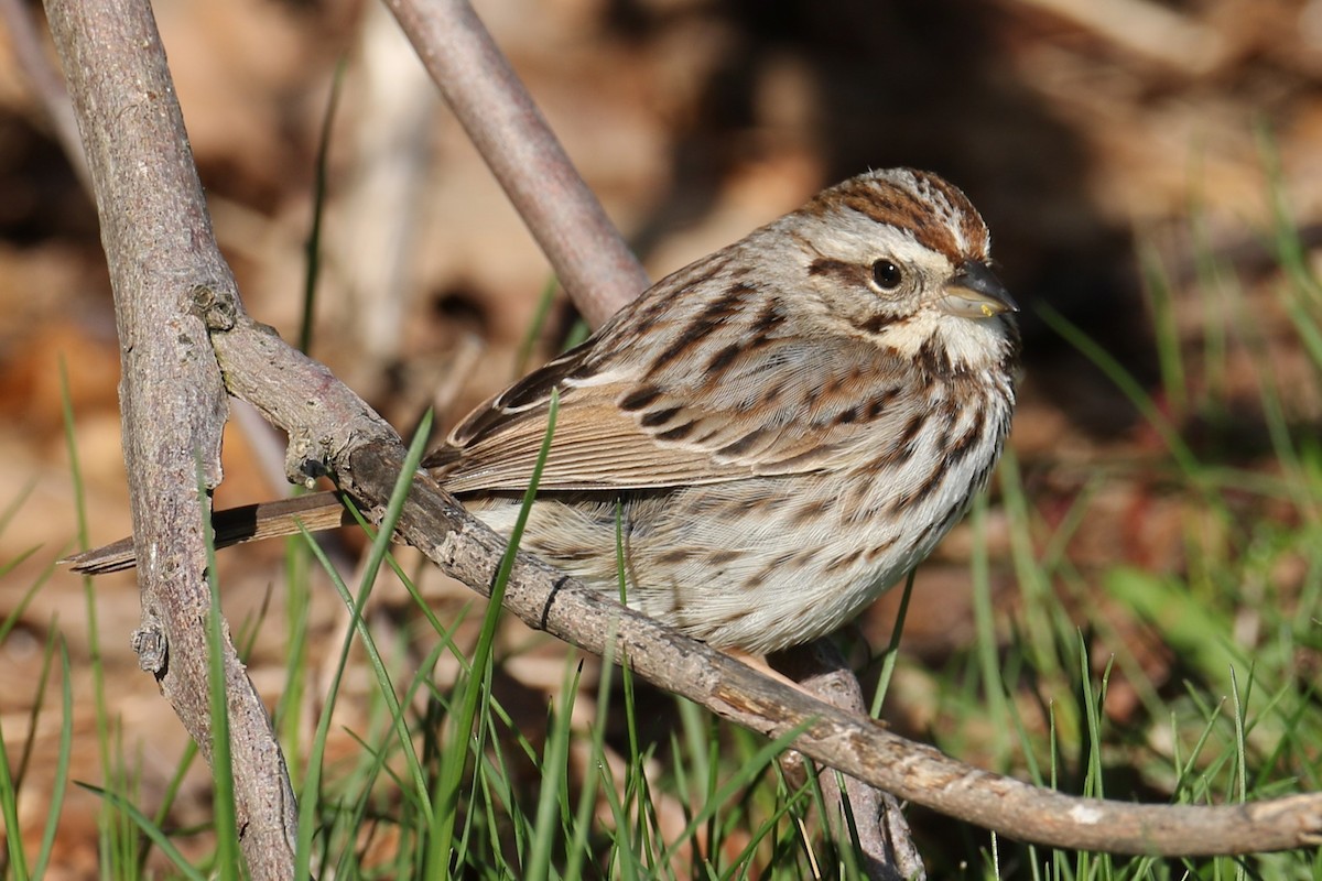 Song Sparrow - michael vedder