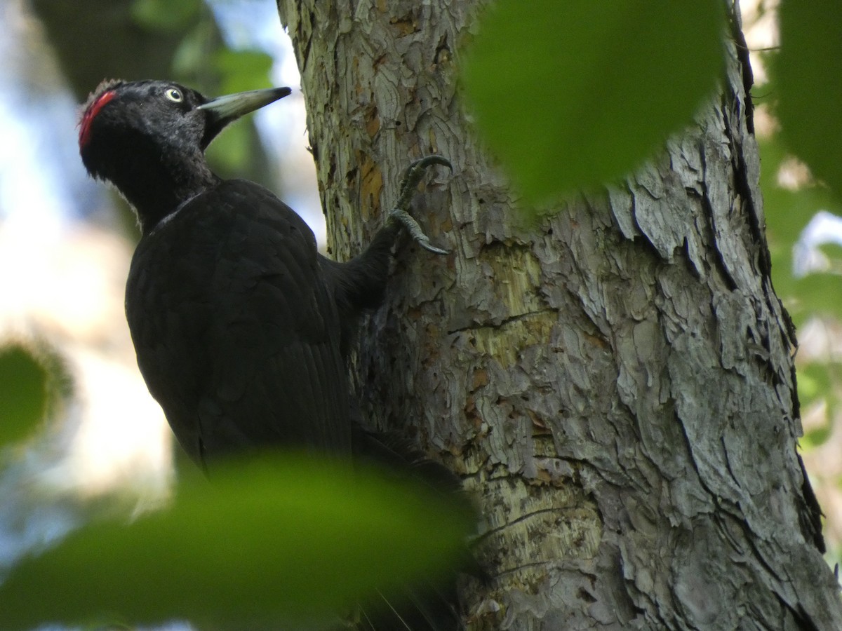 Black Woodpecker - ML618028045