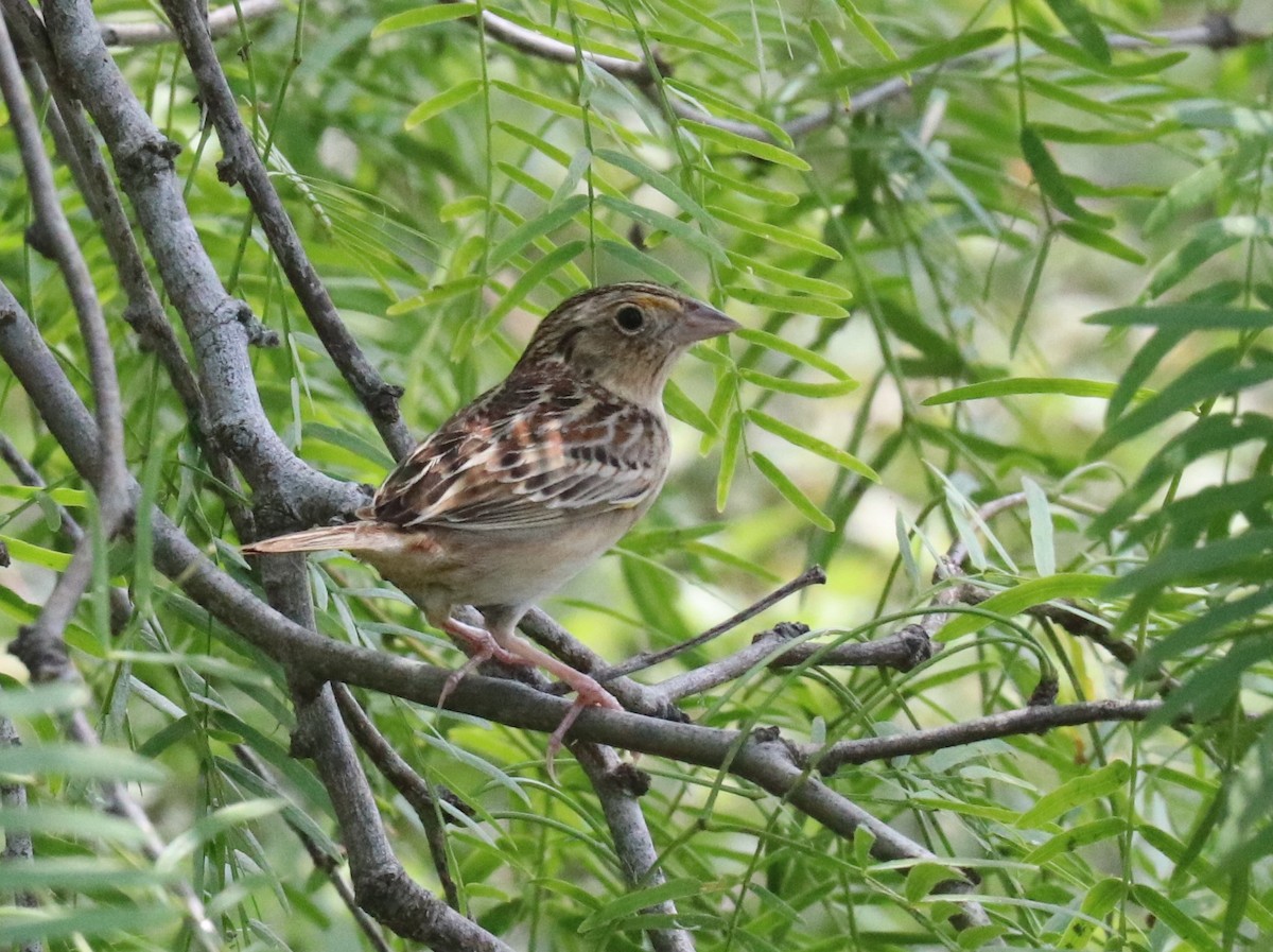 Grasshopper Sparrow - ML618028069