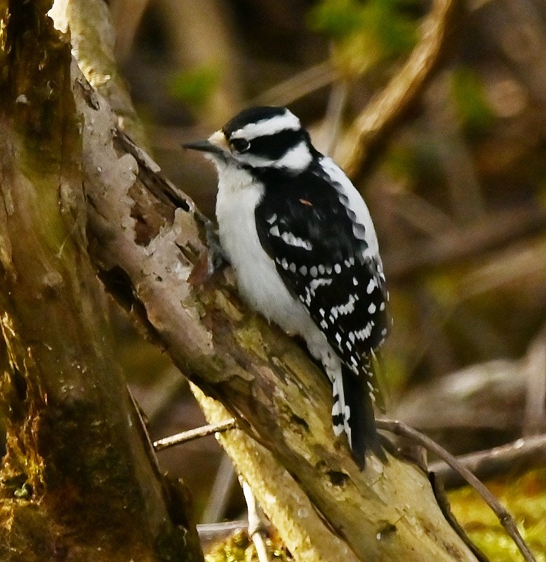 Downy Woodpecker - Regis Fortin