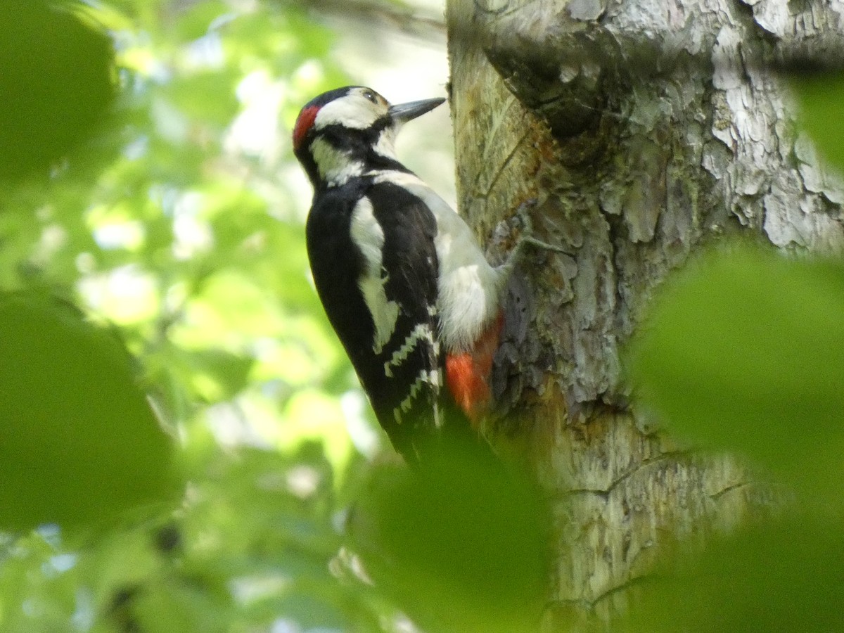 Great Spotted Woodpecker - ML618028138