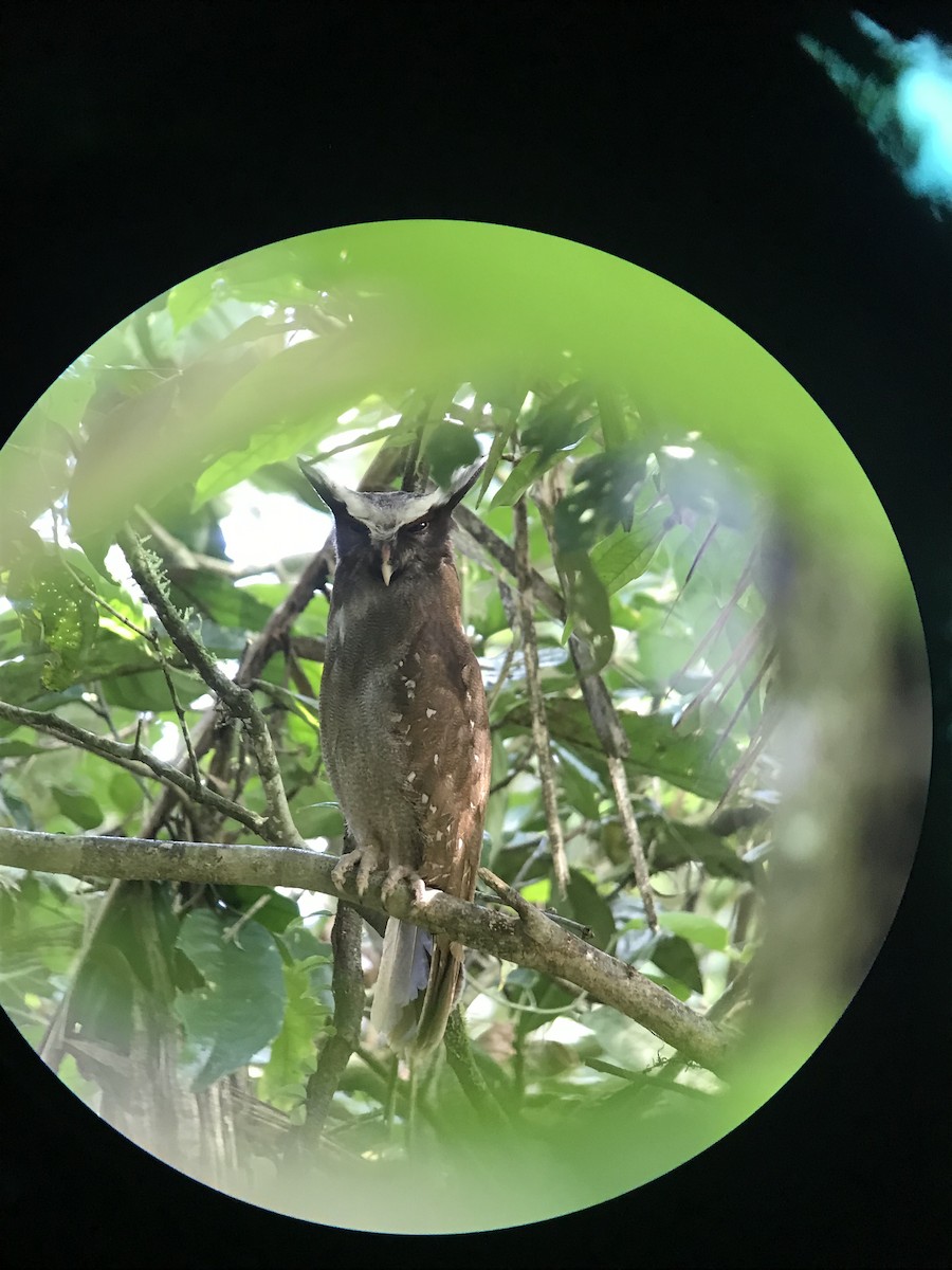 Crested Owl - Dennis Anderson