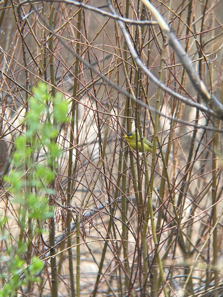 Wilson's Warbler - Luke Simmer