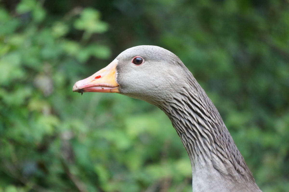 Graylag Goose - ML618028179