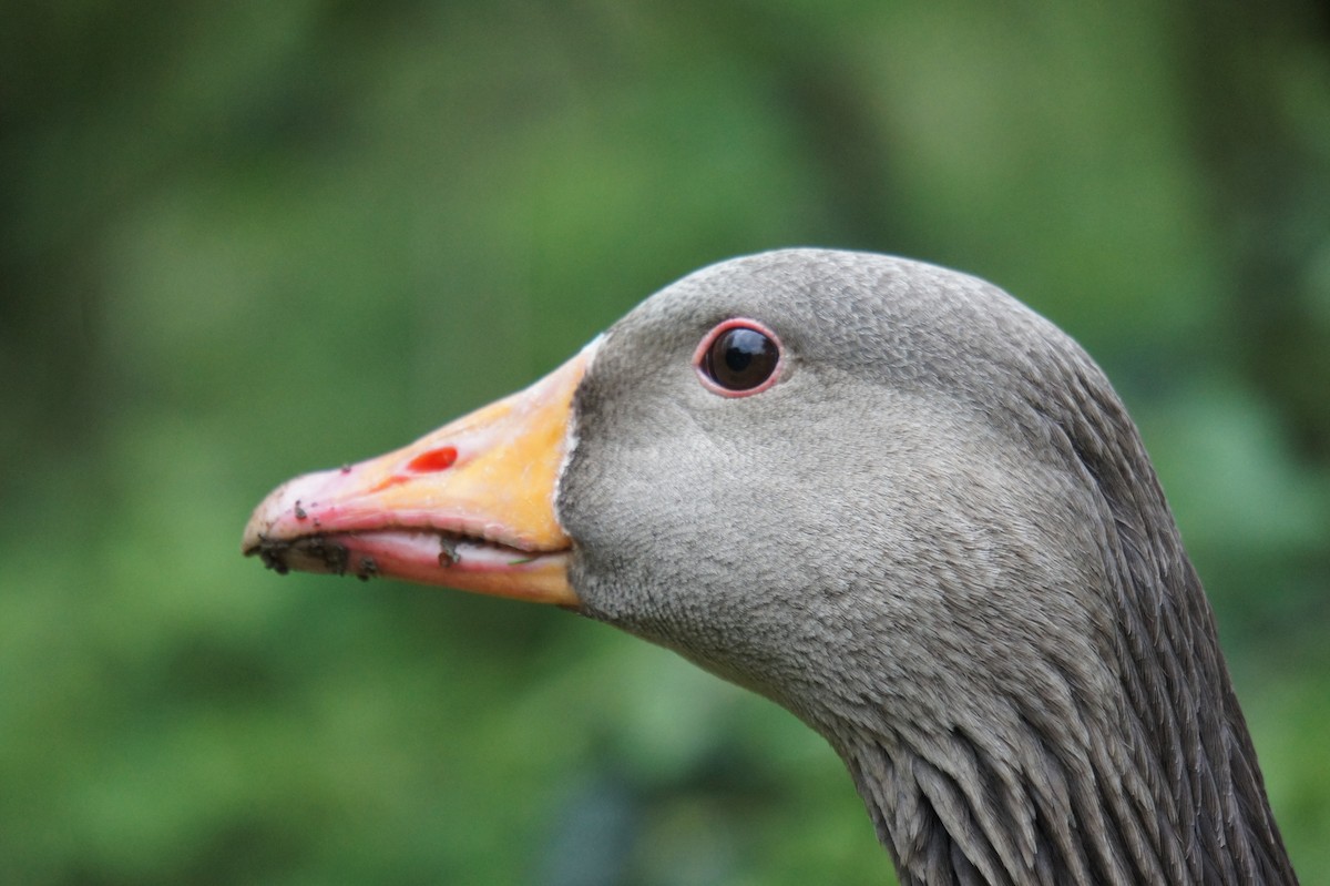 Graylag Goose - ML618028180