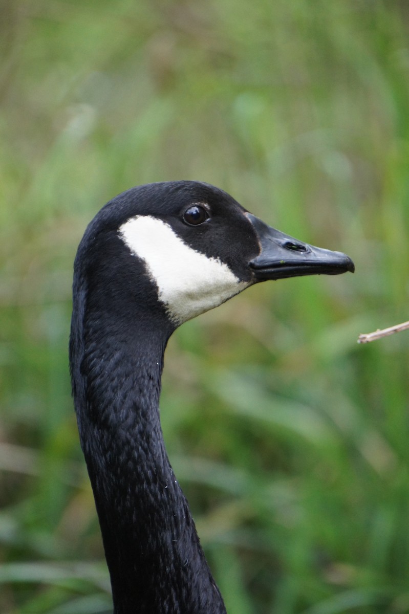 Canada Goose - ML618028217