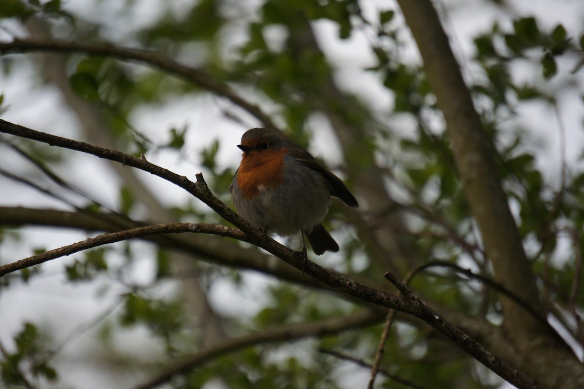 European Robin - ML618028245