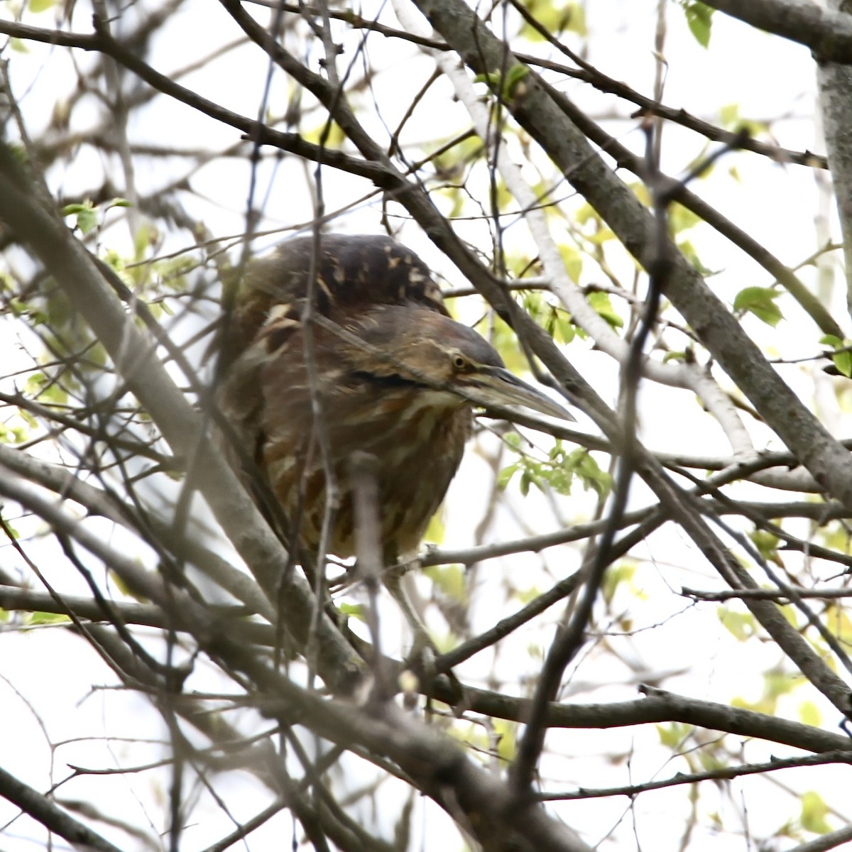 American Bittern - ML618028252