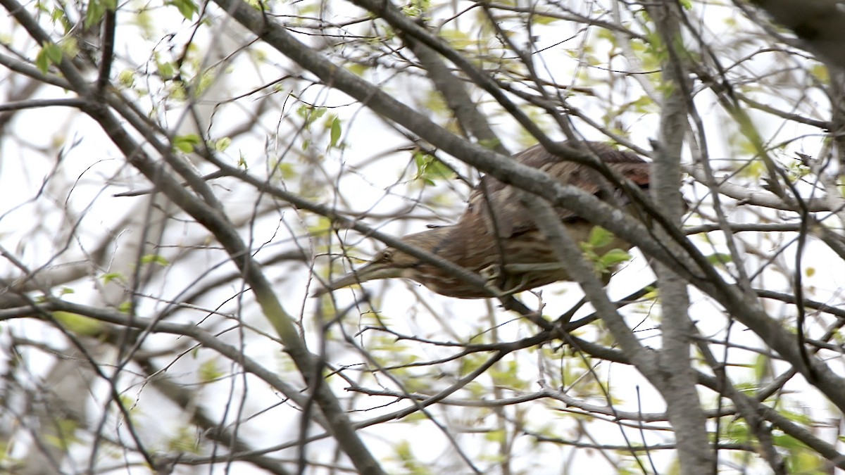 American Bittern - ML618028254