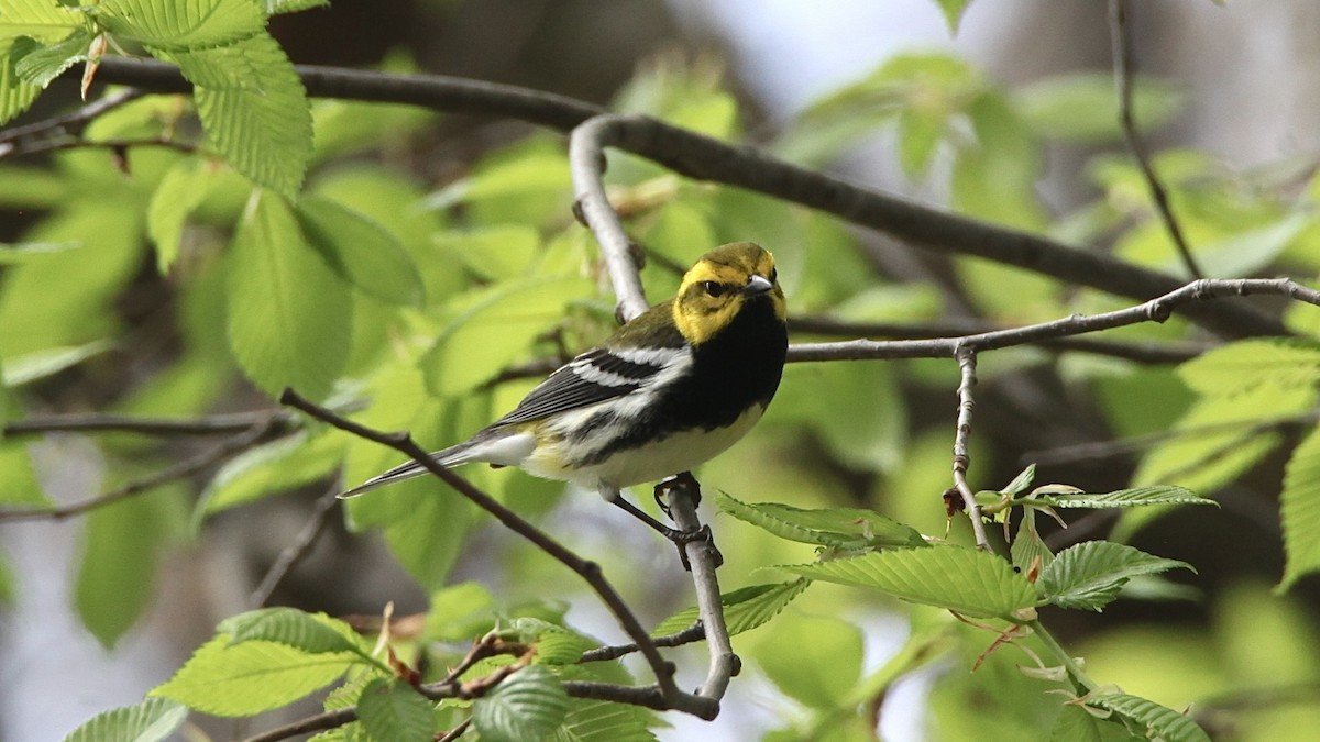 Black-throated Green Warbler - ML618028262