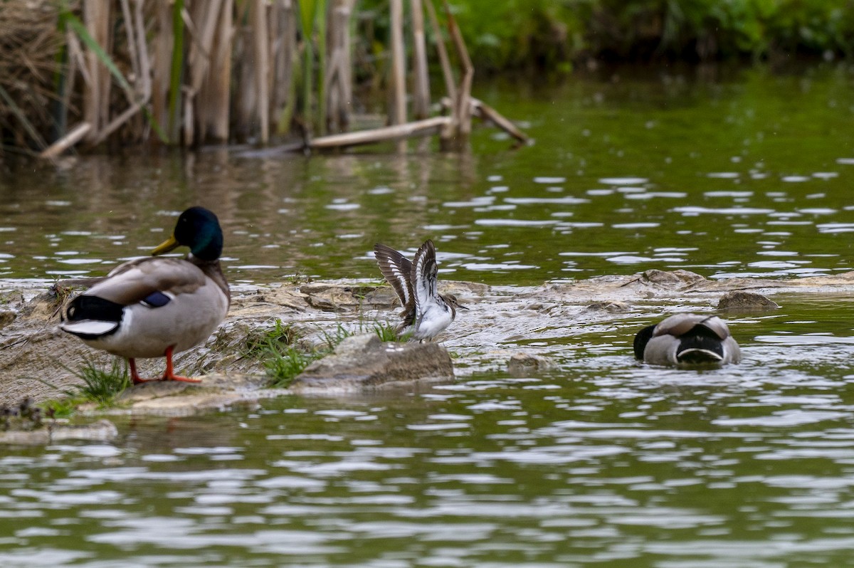 Mallard - ML618028263