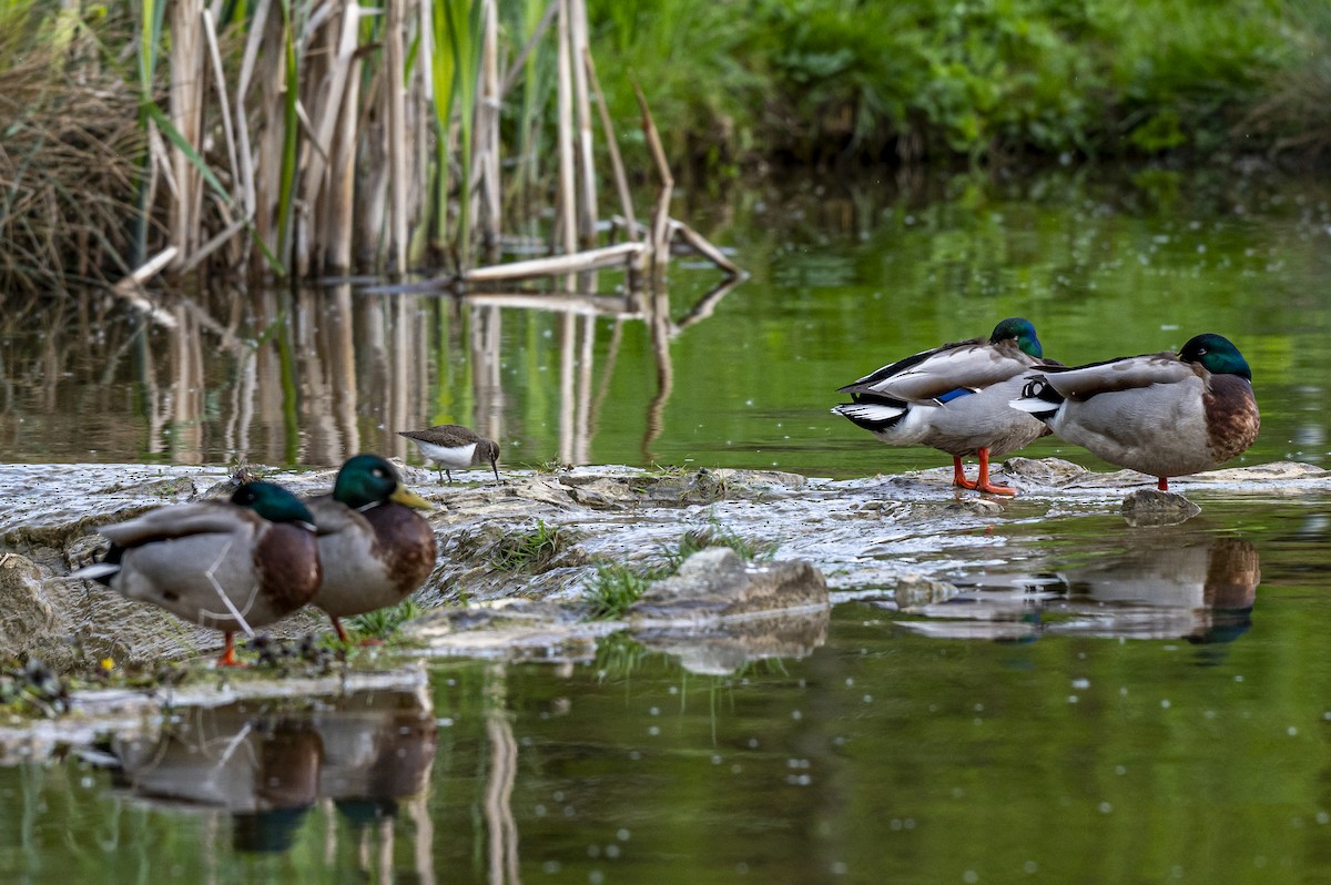 Mallard - ML618028264