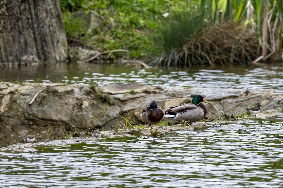 Mallard - ML618028265