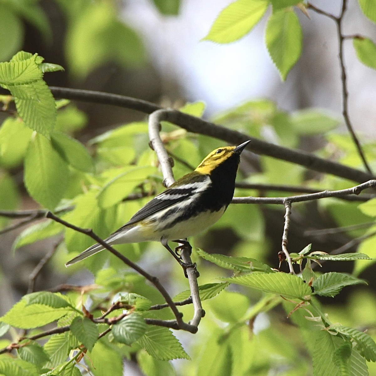 Black-throated Green Warbler - ML618028269