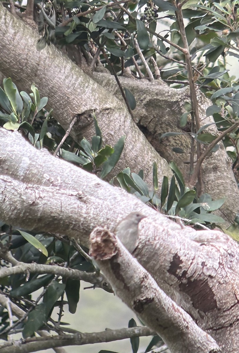 Lesser Honeyguide - Marjorie Rapp