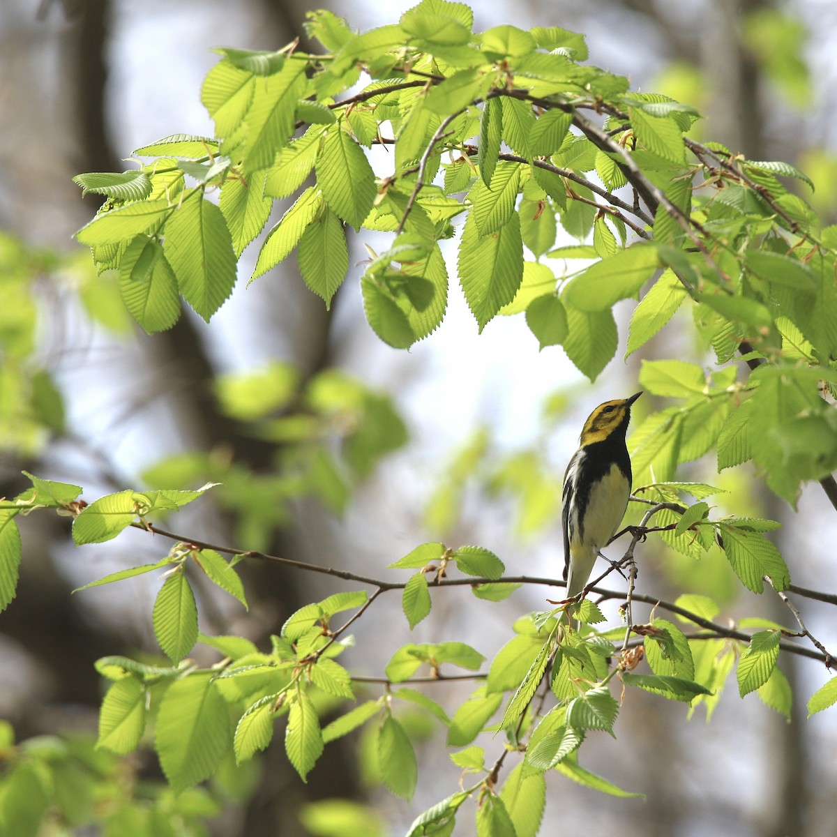 Black-throated Green Warbler - ML618028280