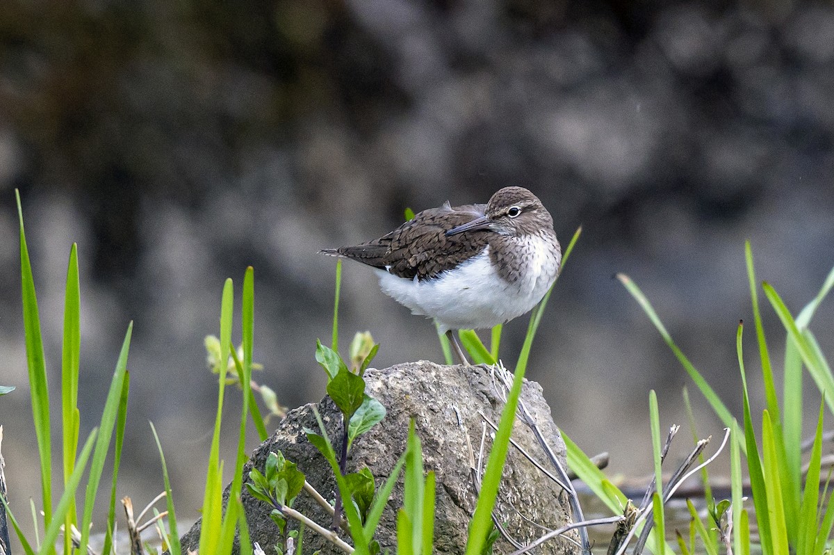 Common Sandpiper - Andrej Tabak