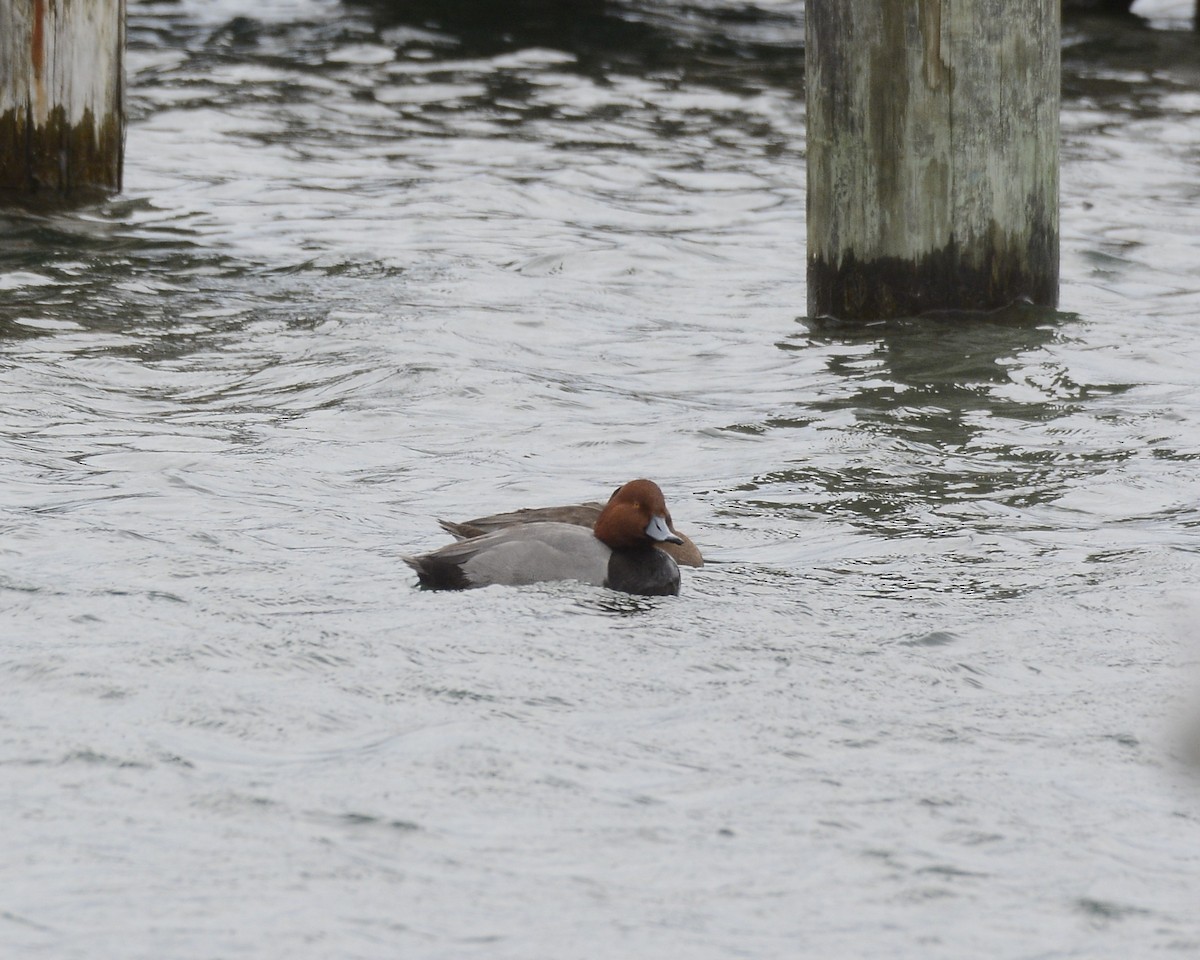 Redhead - David Kennedy