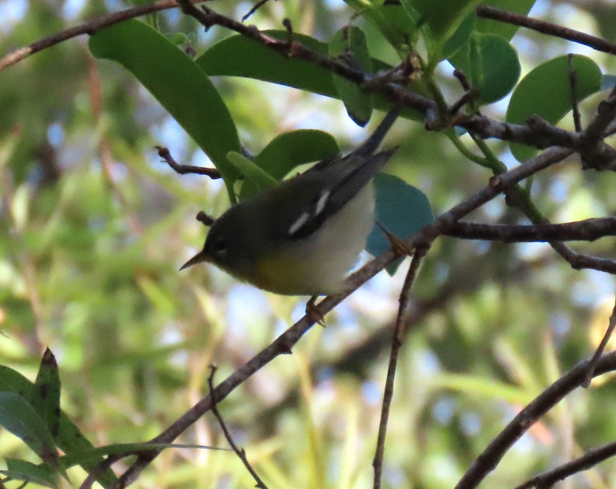 Northern Parula - ML618028326