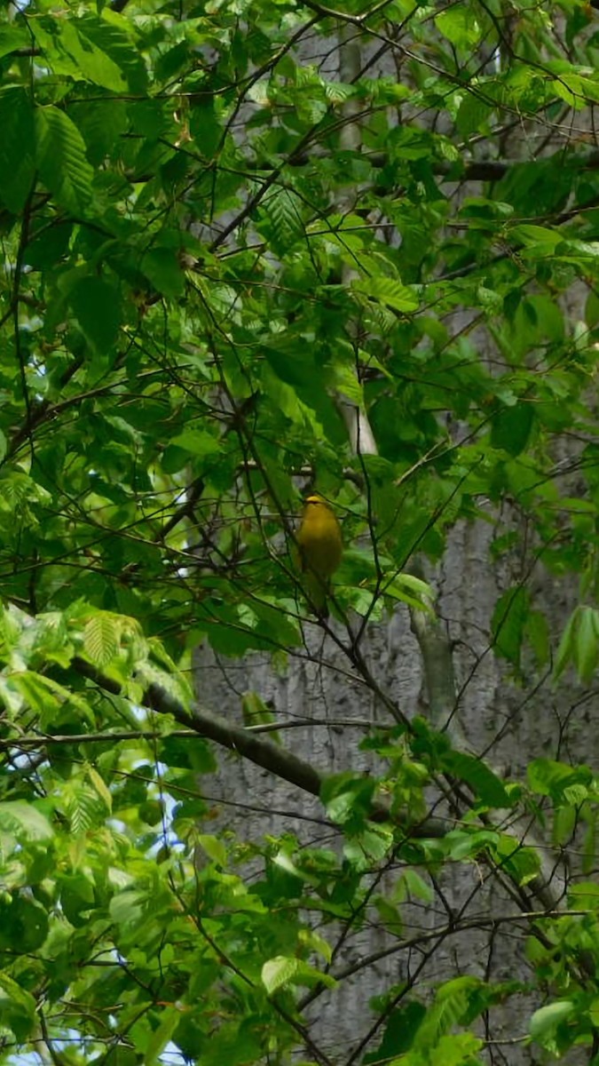 Blue-winged Warbler - Billy Falls