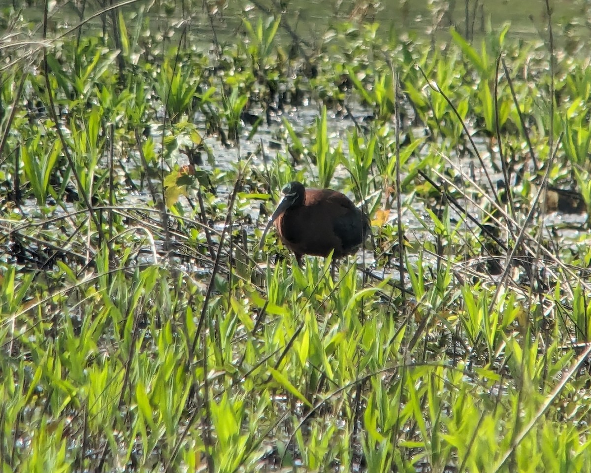 Glossy Ibis - ML618028366