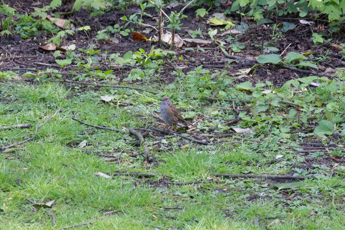 Dunnock - ML618028368