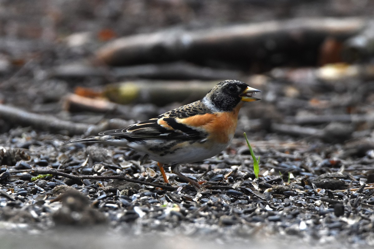 Brambling - ML618028373