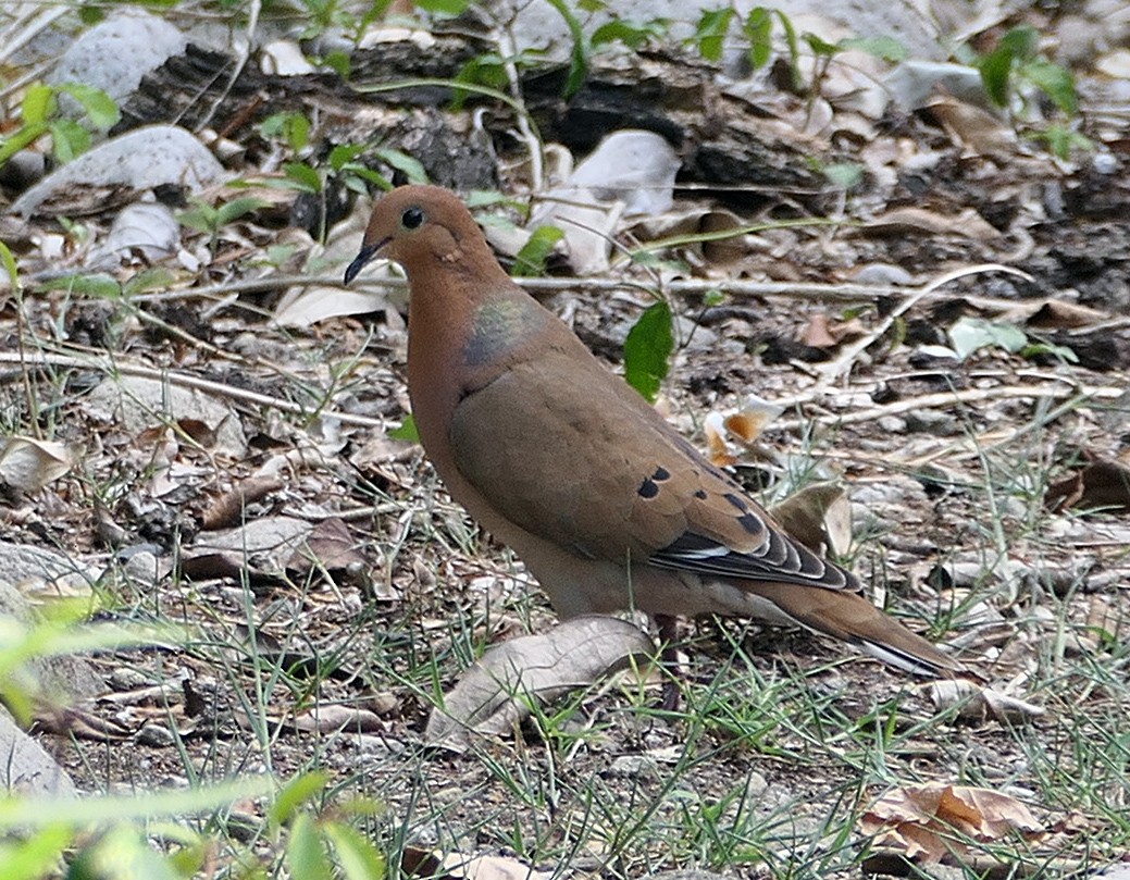 Zenaida Dove - ML618028386
