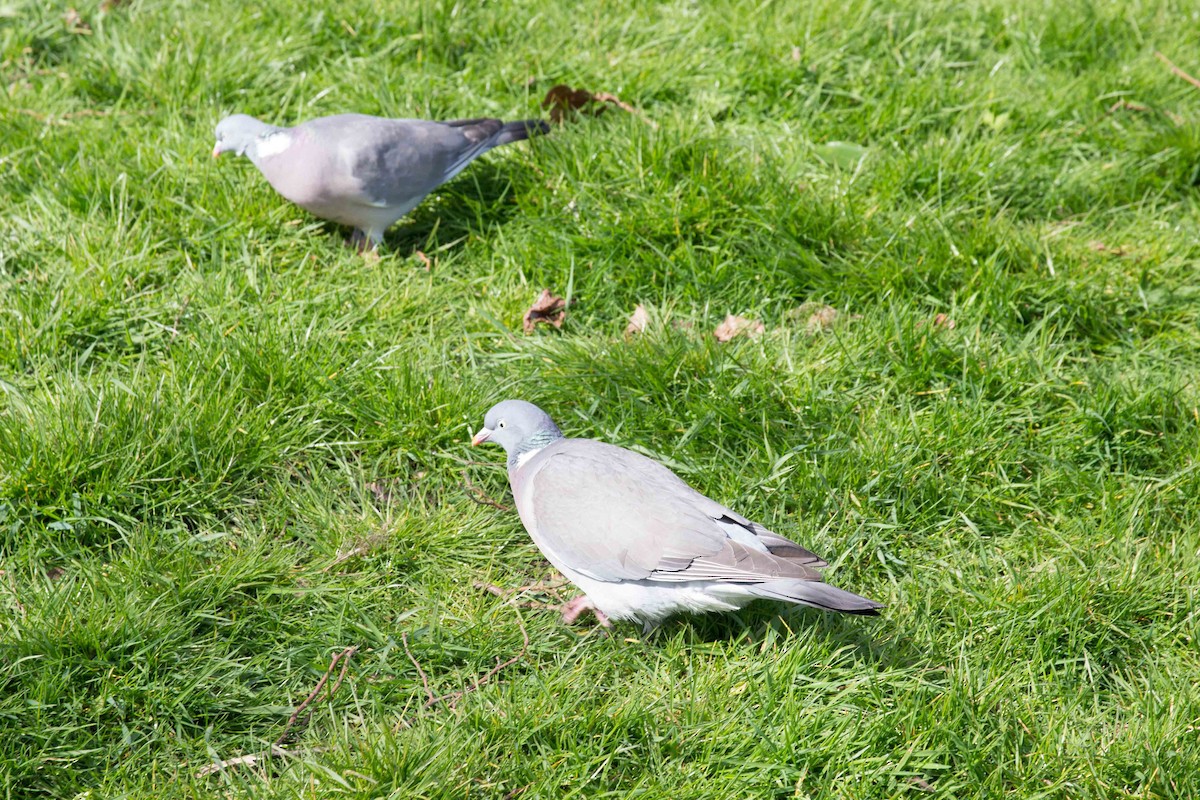 Common Wood-Pigeon - ML618028387