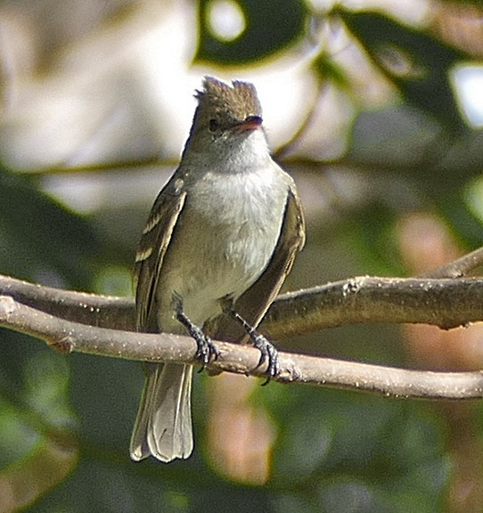 Caribbean Elaenia - ML618028396