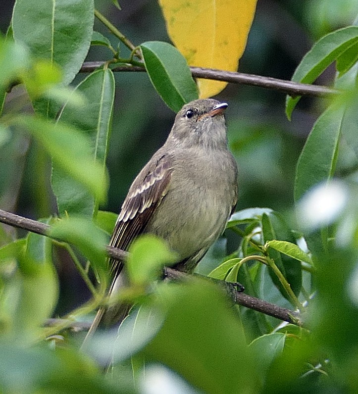 Caribbean Elaenia - ML618028397