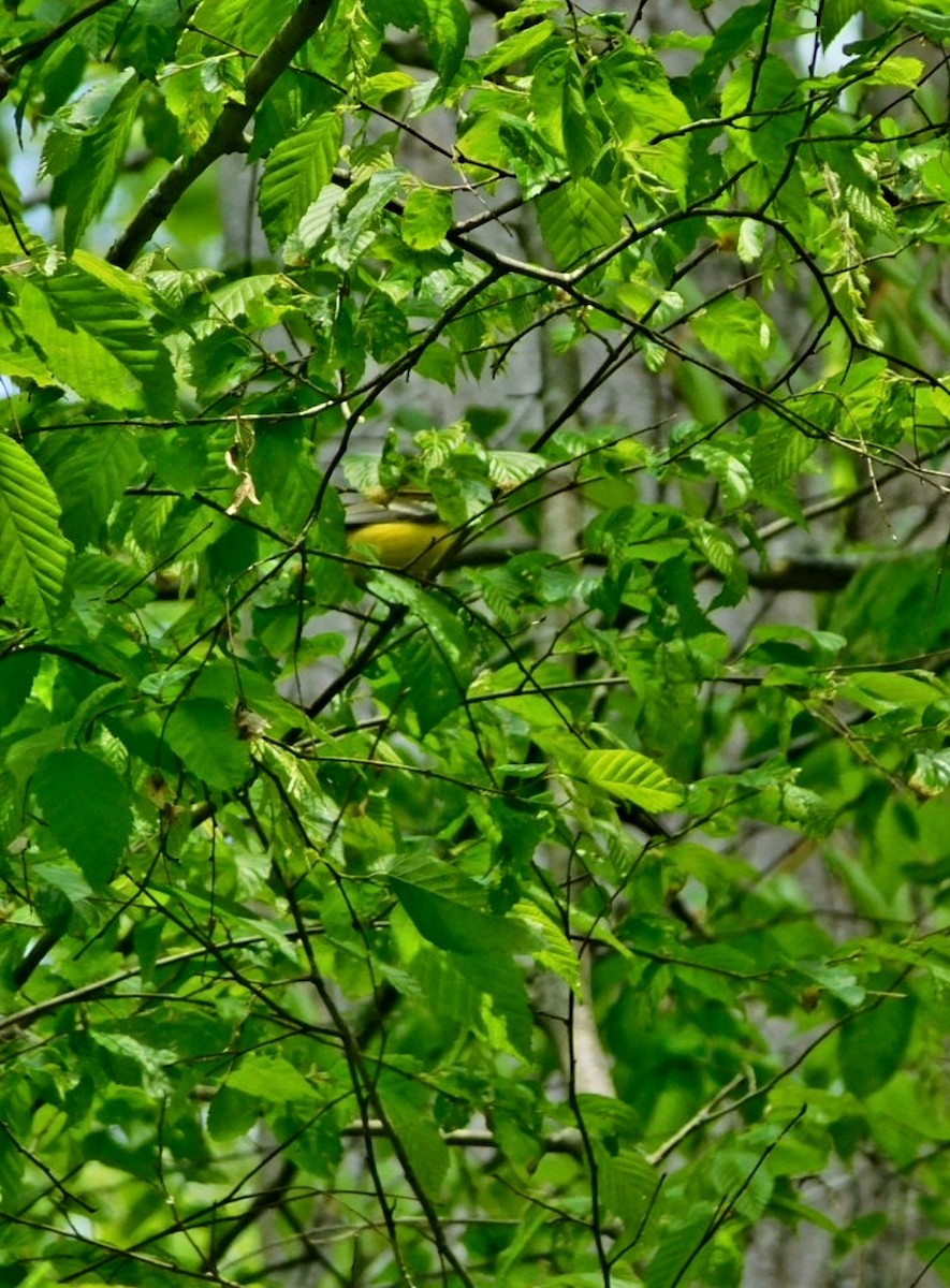 Blue-winged Warbler - Billy Falls