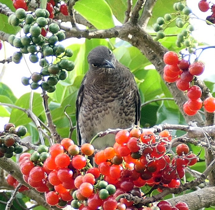 Scaly-breasted Thrasher - ML618028420