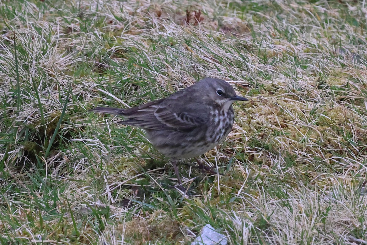 Meadow Pipit - Phil Kenny