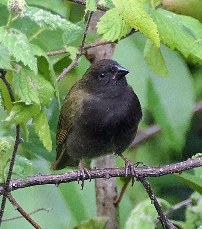 Black-faced Grassquit - ML618028439